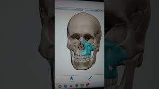 Sistem Rangka Manusia