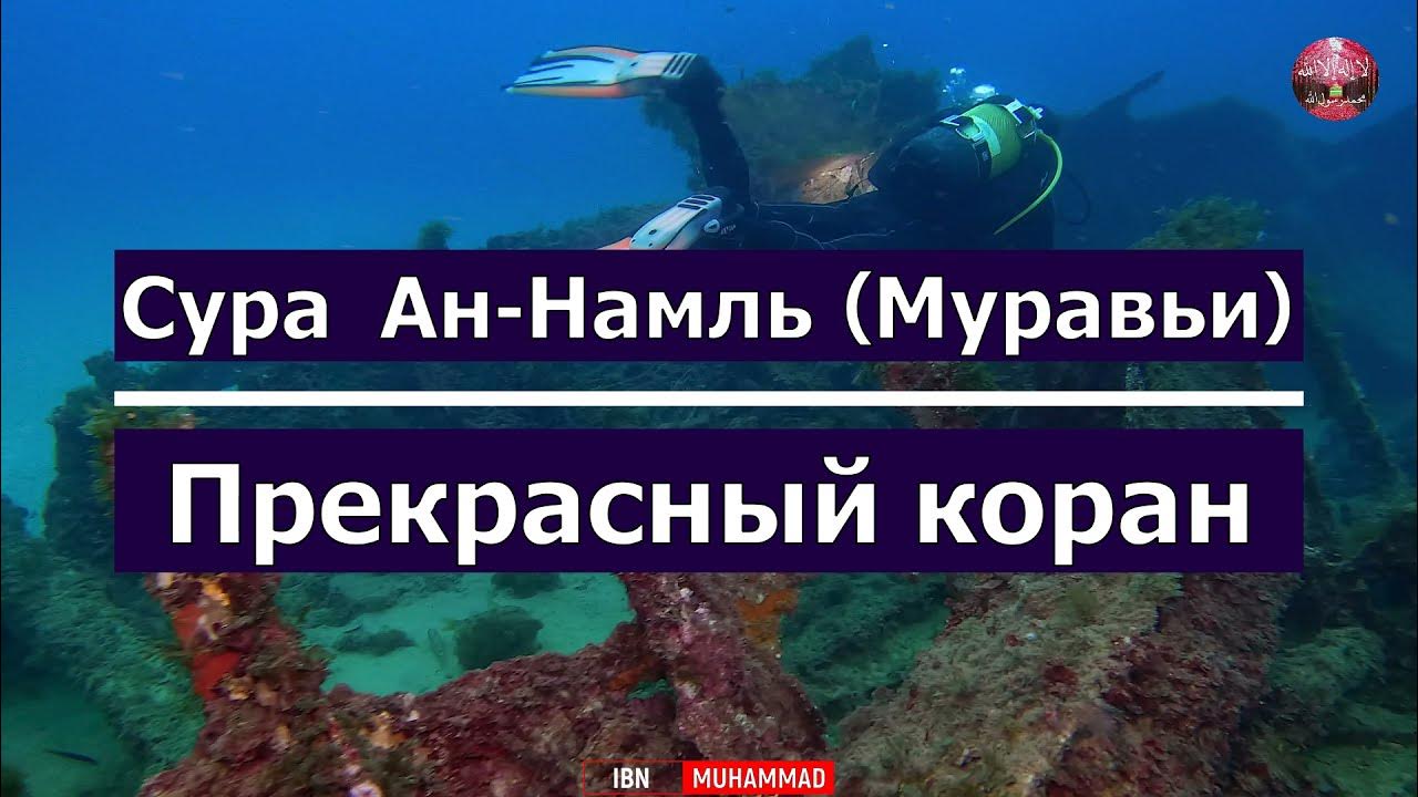 Сура ан намль. АН Намль.