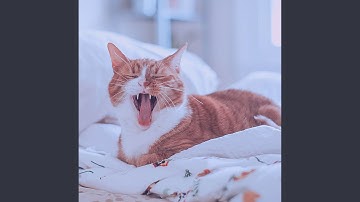 Bright Backdrops for Relaxing Cats