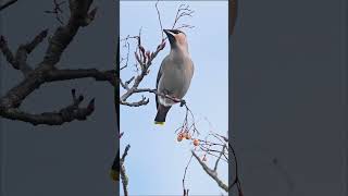 Stunning Waxwing Spotted So Beautiful