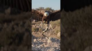 Eagle hunting a poisonous banded krait🐍🐍#eagle#krait#viral#short