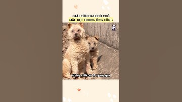 Giải cứu hai chú chó sinh sống tại mương nước của trang trại