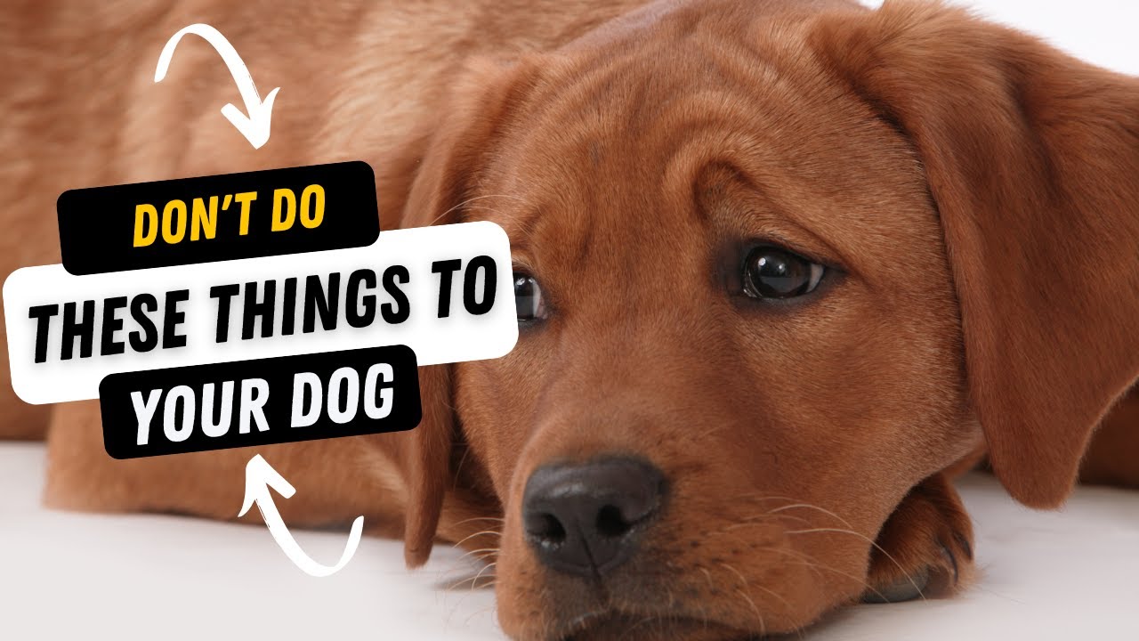 25 Things You Should Never Do When Leaving Your Dog Alone! YouTube