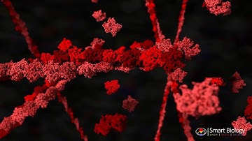 Actin Polymerization