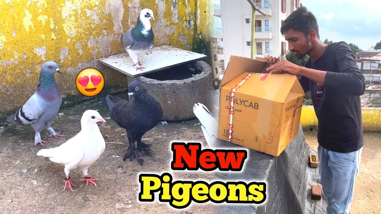 6 Naye Kabootar Aagaye😍