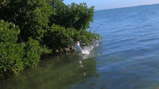 Sight Fishing 101 #5: Go Fast Go Slow