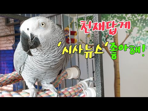 매일 &amp;#39;시사뉴스&amp;#39; <strong>시청하는</strong> 앵무새 #천재 #뉴스#독도K-parrot [똘이뷰] Korean-gray parrot