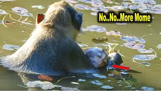 Monkey Patty Took Baby Monkey Poppy To Swim Almost Drown (p2)