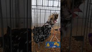 Kern County Fair poetry barn