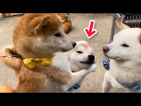 柴犬パパ愛が強くて弟犬の頭を抱えてしまった柴犬の女の子が可愛いw