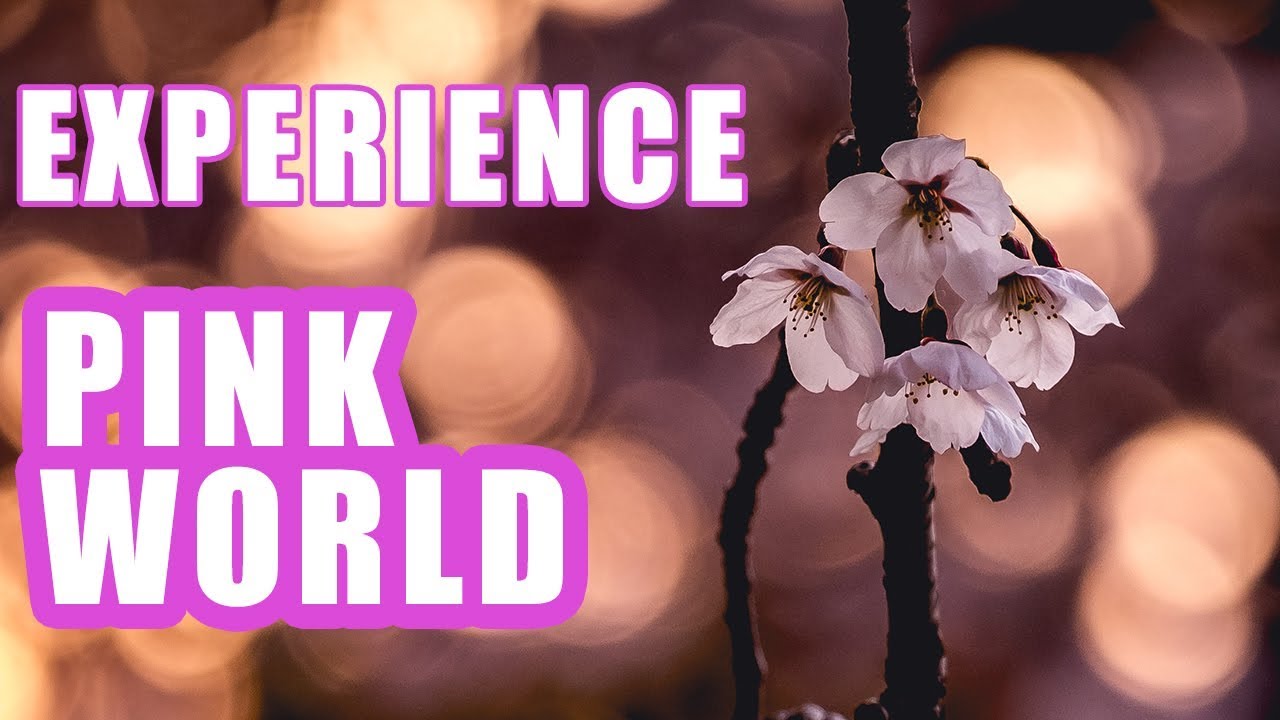 ФЕСТИВАЛЬ ВЕСНЫ В ЦВЕТОК Кореи - Сезон цветения сакуры