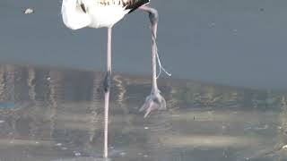 ZANTE ~ ALYKANAS / ALYKES NOV 23RD OPERATION FLAMINGO RESCUE