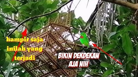 Memikat burung serindit pakai sangkar jebakan/hampir saja..!