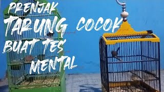 Download Lagu suara prenjak tamu tarung cocok buat tes mental dan buat pikat prenjak liar MP3 Download Lagu suara prenjak tamu tarung cocok buat tes mental dan buat pikat prenjak liar MP3