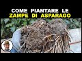 COME PIANTARE LE ZAMPE DI ASPARAGO (plant asparagus legs, planta piernas de espárragos)