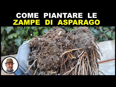 Video: Propagazione delle piante di asparagi - Coltivazione di asparagi da semi o divisione
