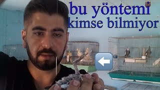 Yavru sultanlar da cinsiyet nasıl ögrenilir(Türkiyede tek)