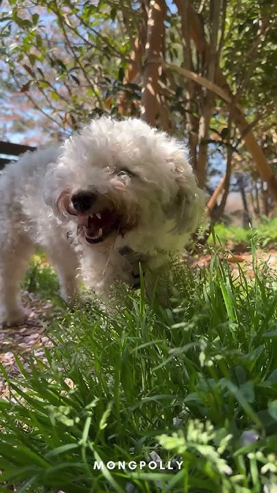 what-kind-of-grass-does-mong-eat