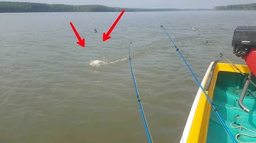 Câu cá chèo bẻo (nhám) Cá út khủng | Sự Cần Giờ p1