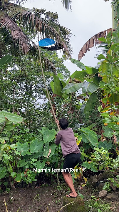 Download lagu Wow, great, man, suddenly 'Mamah called' and said there was a #kite stuck #ramramankite #kite