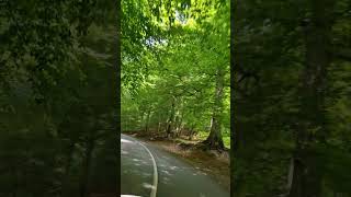 #Iran #Mazandaran #Behshahr #ForestRoad #ExploreIran #visitiran