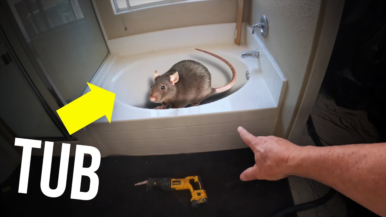 What's The Best Bait For Mouse Traps? - Pinnacle Pest Control