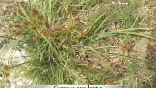 EatTheWeeds: Episode 52: Wild Edibles at Turtle Mound