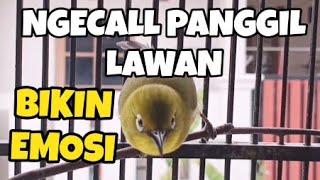 Suara Call Pleci Monty Jantan bikin lawan cepat emosi