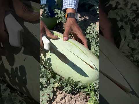 Vídeo: Charleston Grey Watermelon Care: cultiu de síndries d'herència al jardí