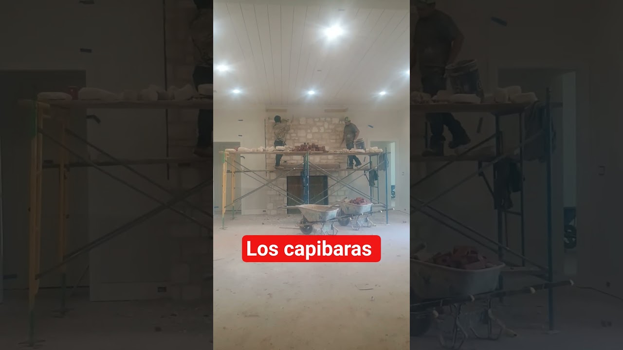 el capibara y los capibaras al millón