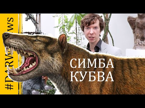 "Великий лев" - Симбакубва. Ярослав Попов #DARWINews