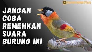 Masteran Burung Robin Gacor MP3