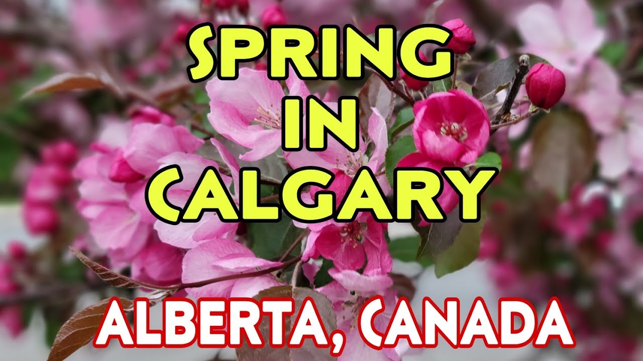 Spring 2022 in Calgary || Alberta Canada || Cherry Blossoms