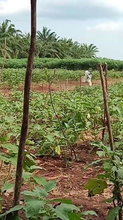 nikmati saja hidup jd petani