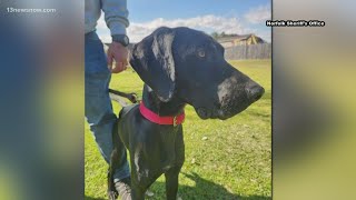 Want to help name the latest Norfolk Sheriff's Office K9? You can!
