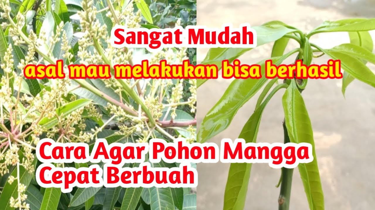 Sangat Mudah❗Cara Sambung Pucuk Mangga Agar Cepat Berbuah, Asal Mau Melakukan Bisa Berhasil