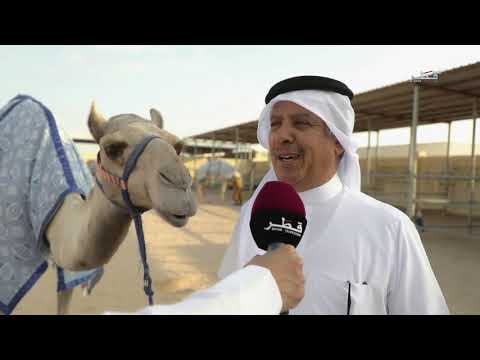 ميدان الهجن الموسم الثاني الحلقة 11 الجمعة 23 11 2018