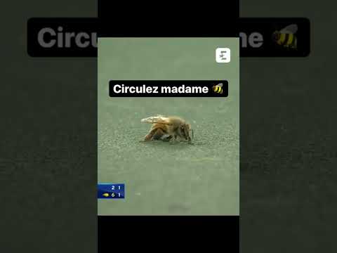 Cette abeille qui avait trouvé son bonheur sur le court de tennis .. #shorts #short #usopen