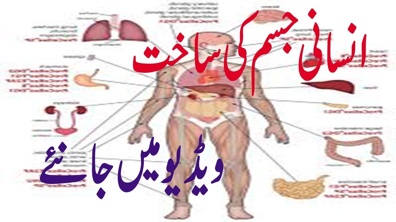 Woman Body Parts Name In Urdu / Learn about human body in urdu. - reuni