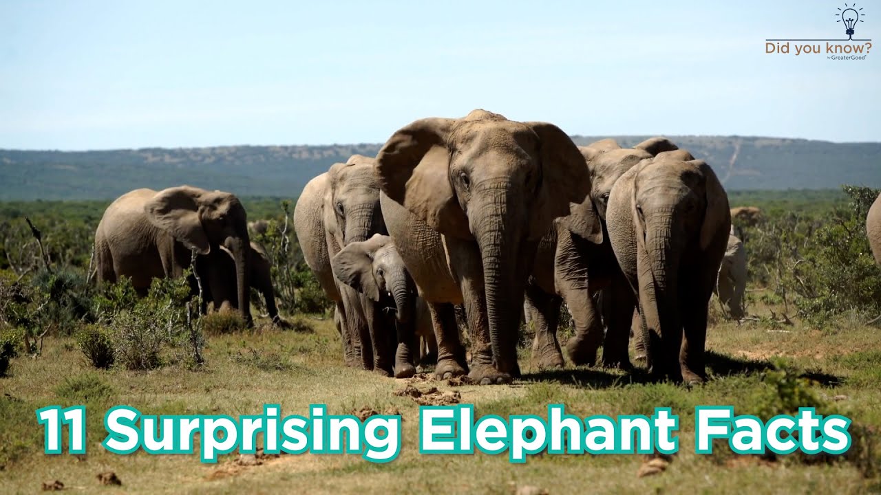 11 Surprising Facts About Elephants YouTube