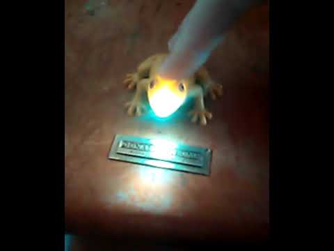 cool frog