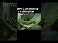 day 6 of making a caterpillar famous