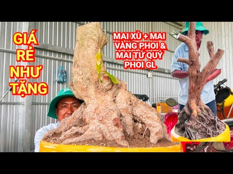 (@HIỀN #zalo_0973335627)#Mai xù+mai tứ quý phoi & mai thành phẩm GL 2/4/26 ĐC:P.Thốt Nốt,TPCT 
