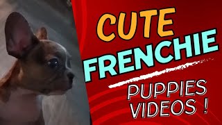 Unexplainably The Scariest thing I have ever seen in my life Dog ! Do you believe in GHOSTS  #viral by Cute Frenchie Puppies  89 views 8 months ago 1 minute, 34 seconds