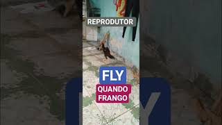 Frango Fly , hoje é reprodutor #Galo mura #galoindio #espora