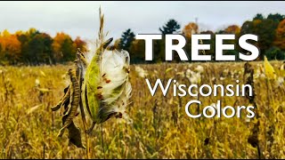 TREES Wisconsin Fall Colors - Nature s Art Canvas 2020