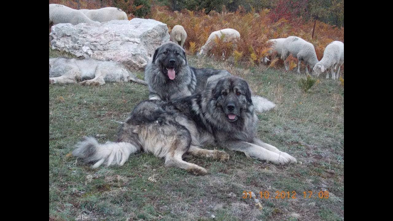 Livestock Guard dogs ( goat farming 2018 )