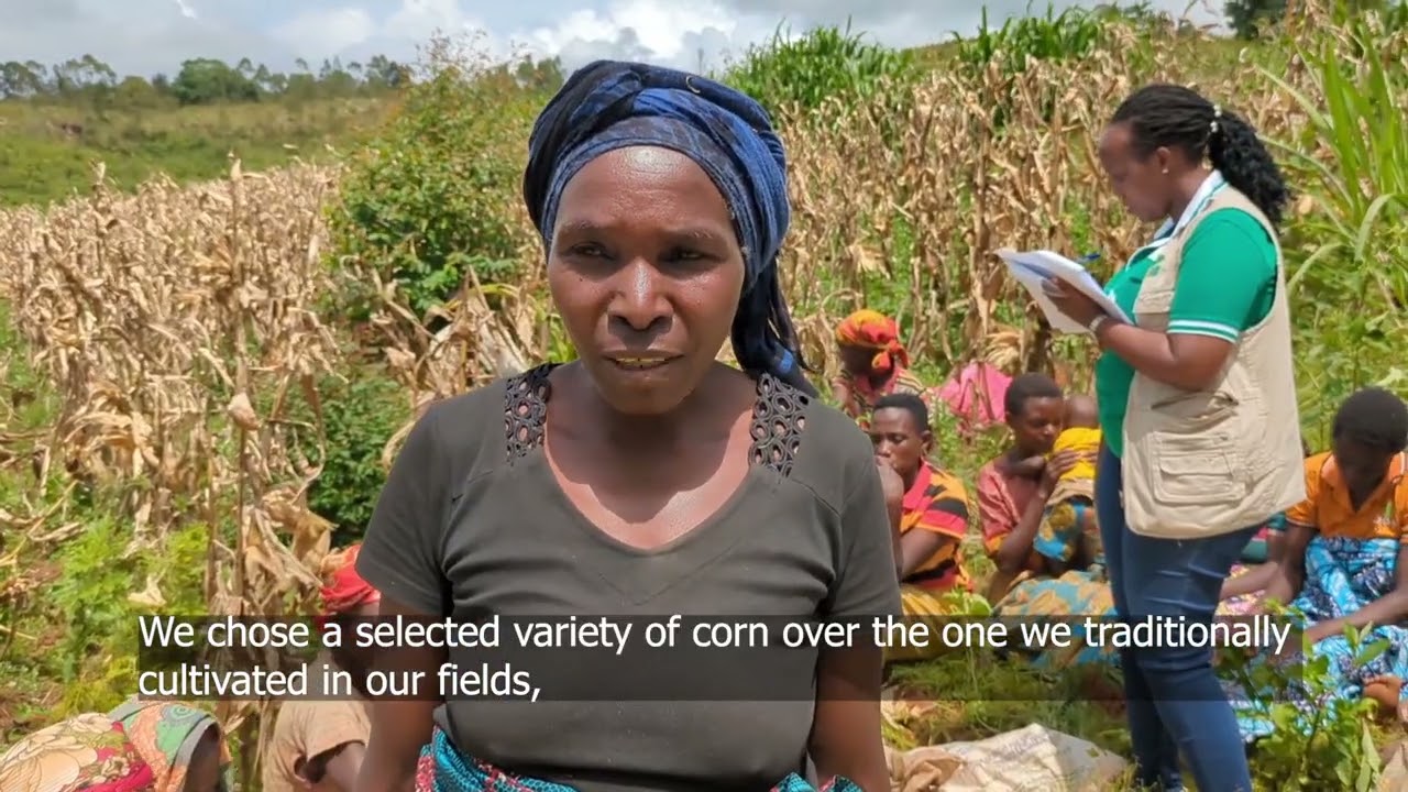 Kigoma-Karuri SHGs Corn Harvest in Karusi Province