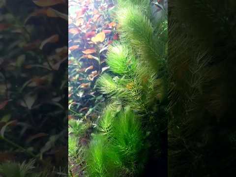 hornwort (demersum) aqvatic plant | aqvatic plants |#short