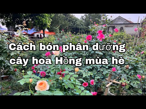 Video Cách bón phân cây hoa Hồng mùa hè,dưỡng và phục hồi... - youtube